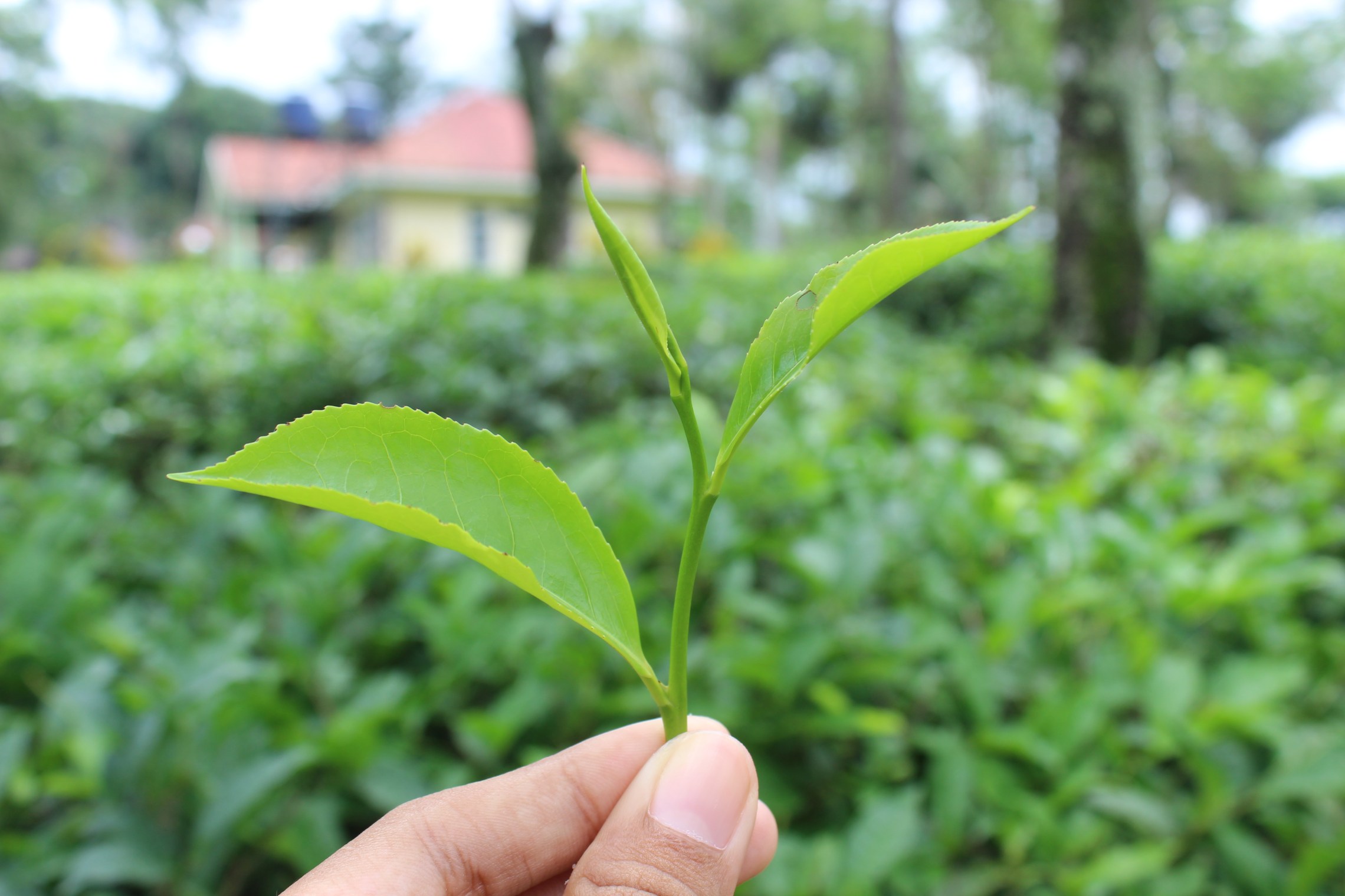 Gov’t Pushes for Improved Quality of Tea